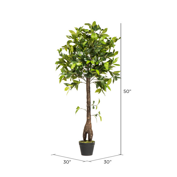 Charlton Home® Camellia 50" Artificial Cedar Tree in Pot & Reviews